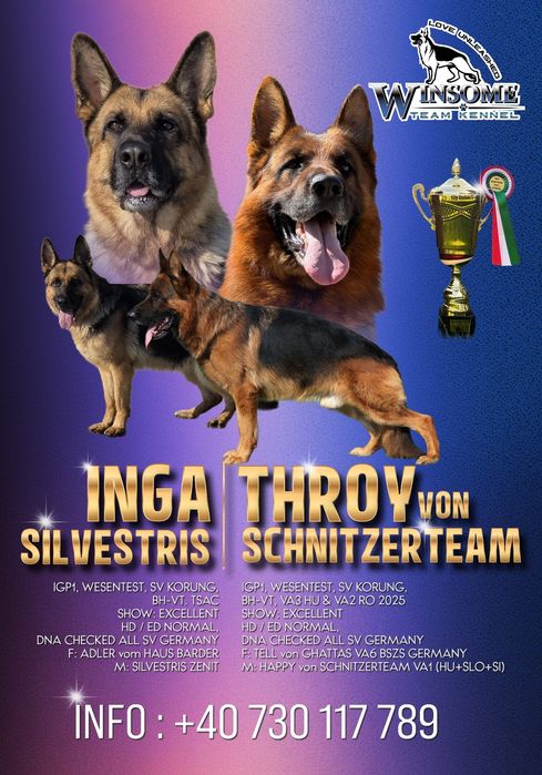 Ciobanesc german Femela