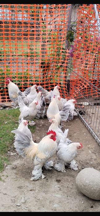 Oua pt incubat mii de flori