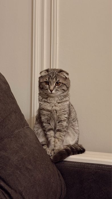 Продам шотладскую кошку