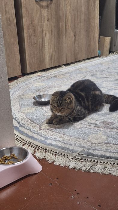 Skotsh fold qiz bola