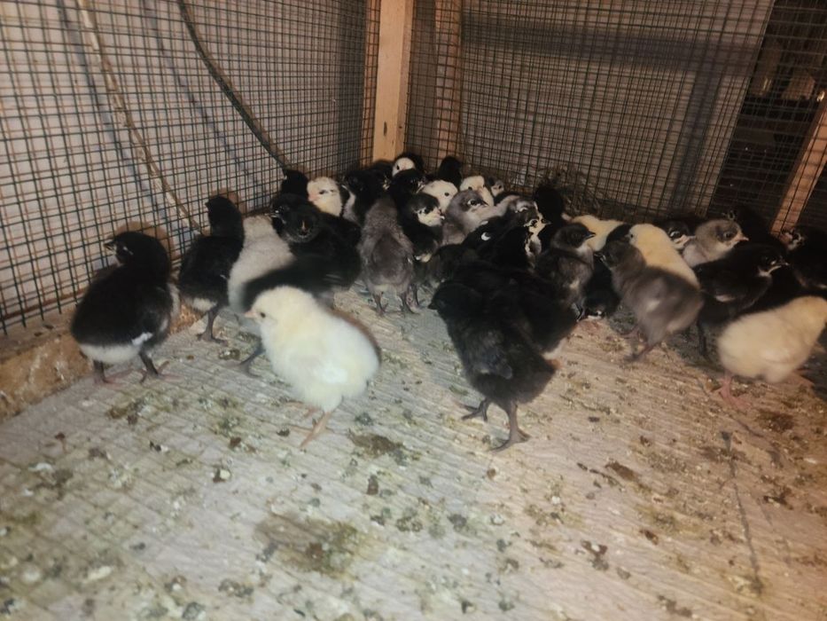 AVSTRALORP VA SENDI ZOTI Qoshilgan JOJALAR Gibrid Австрлалорп ва сенди