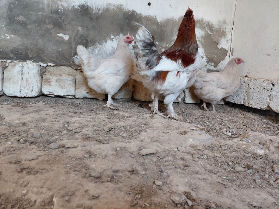 Тауыктар сатылады