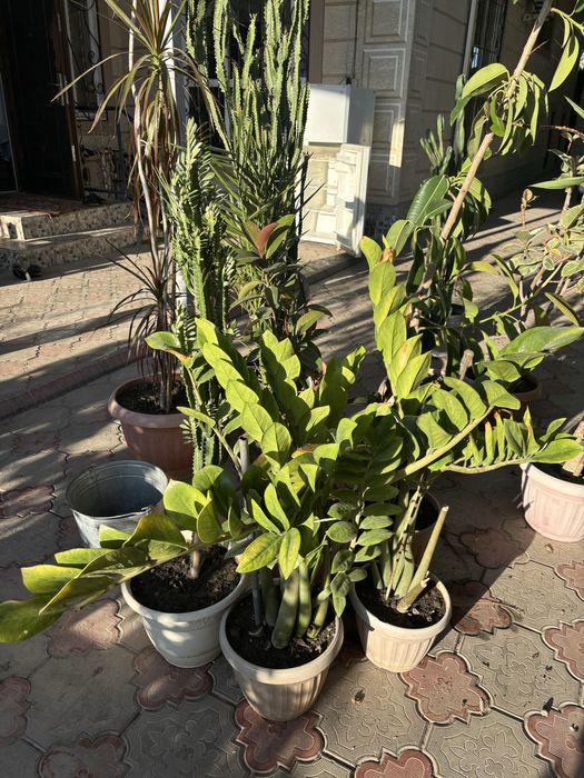 продам цветы домашние