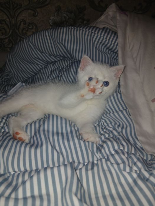 Продаётся котята