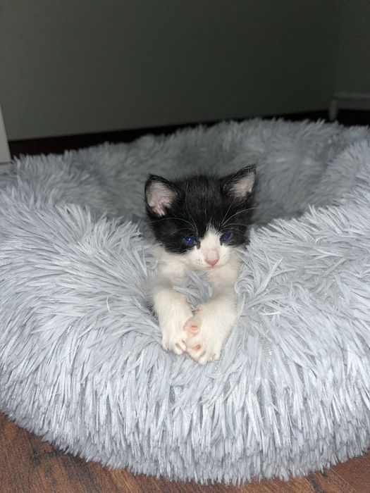 Отдам в добрые руки котенка