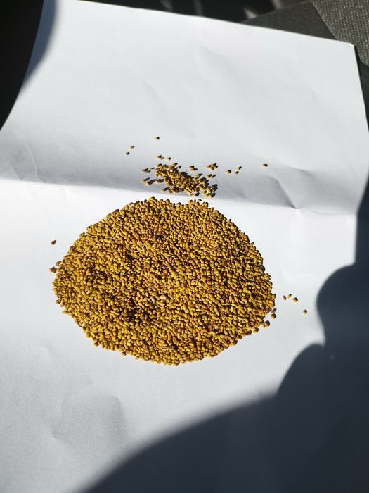 Продавам люцерново семе декускутирано отлично