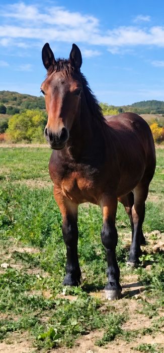 Mânză de vânzare