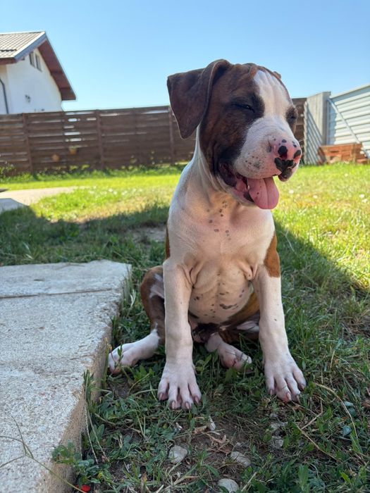 American Staffordshire Terrier