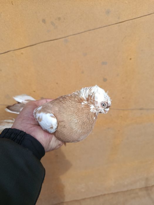 Продам голубы Срочно