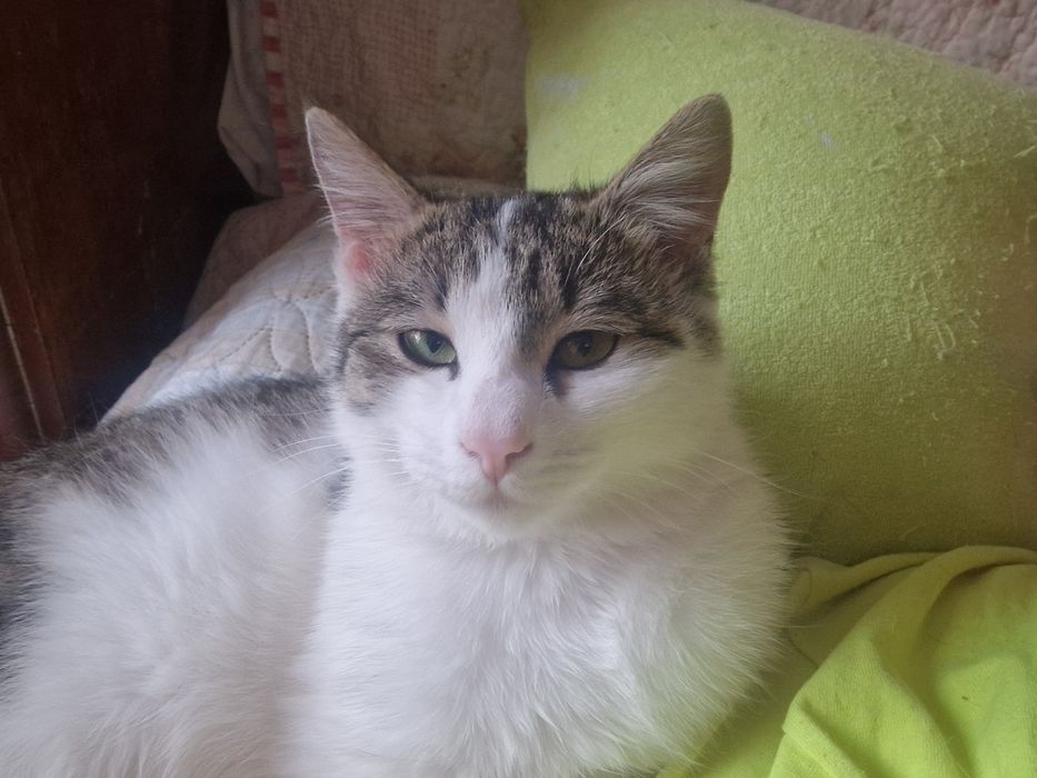 Кот в добрые руки