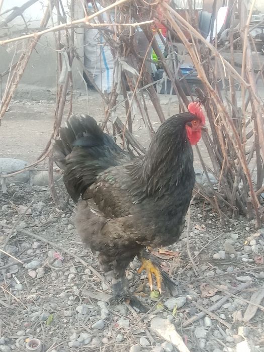 Петухи годовалые