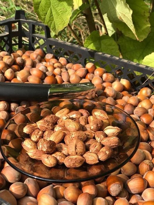 Alune de pădure bio