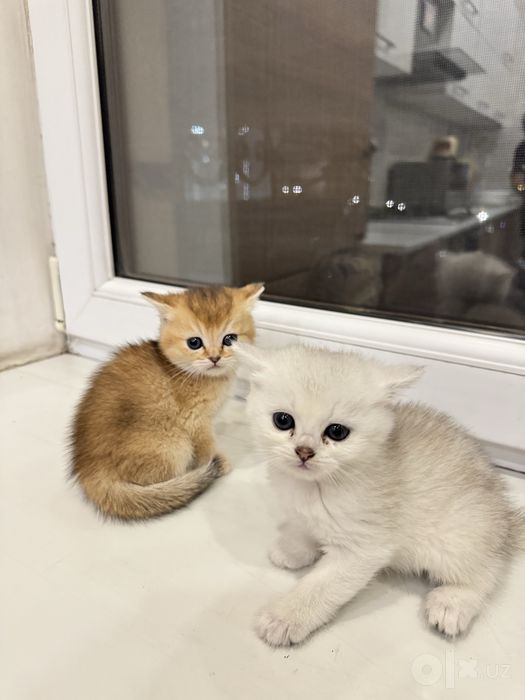 Продаются котята породы Голден Шиншилла и Шотландская
