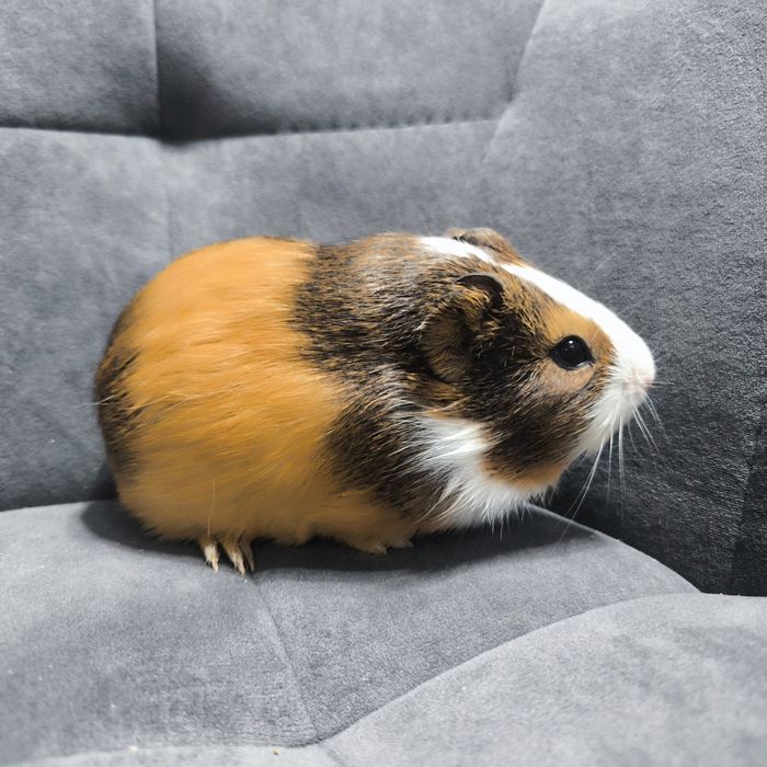 Морская свинка, девочка