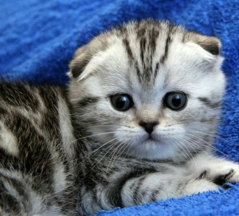 Вязка опытного шотландца