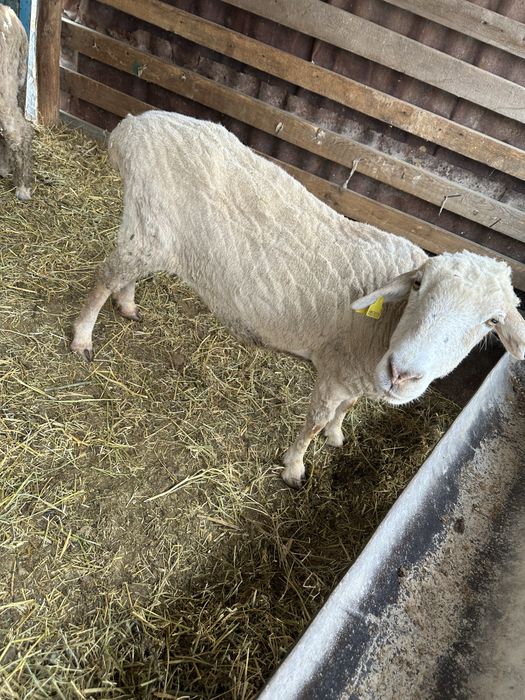 Продам баранов хорошие