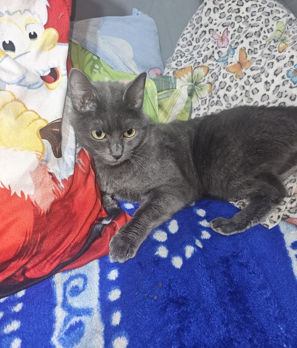 Pisica albastru de Rusia