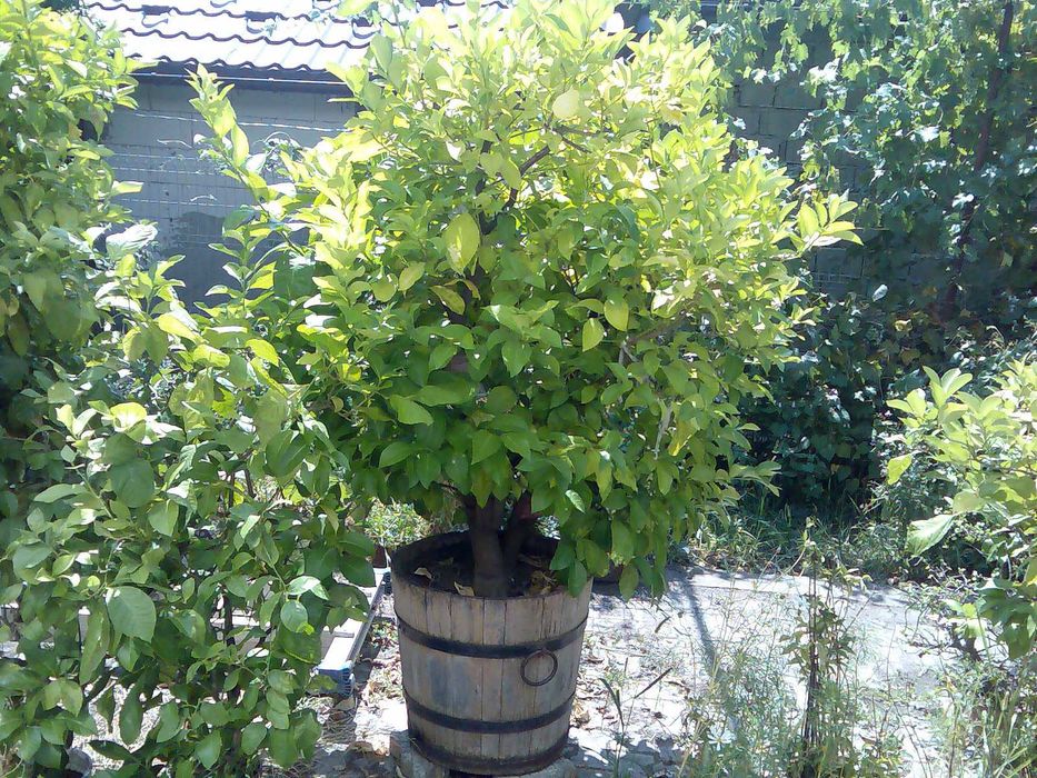 Pomi de lămâi fructiferi