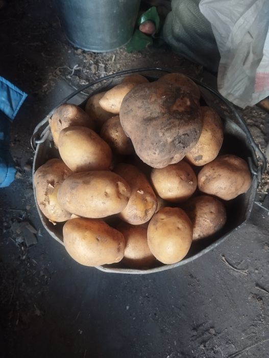 Продам картофель