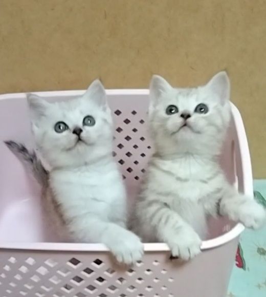 Шотландские мальчики. Скоттиш Страйт.