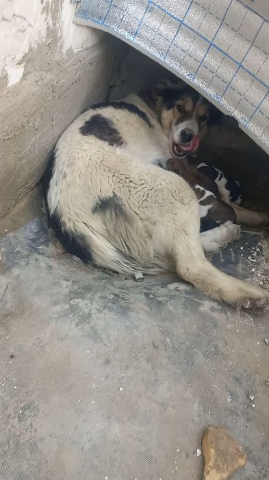 Алабай боласи сотилади эркаг 900000.сум