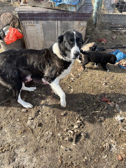 Продам щенят Кангал