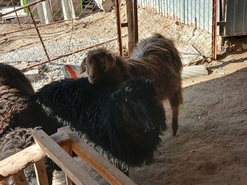 Теке сатылады 50 000теңге