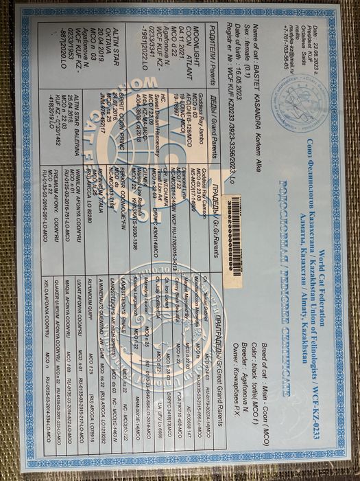 Мюмаин-кун девочка