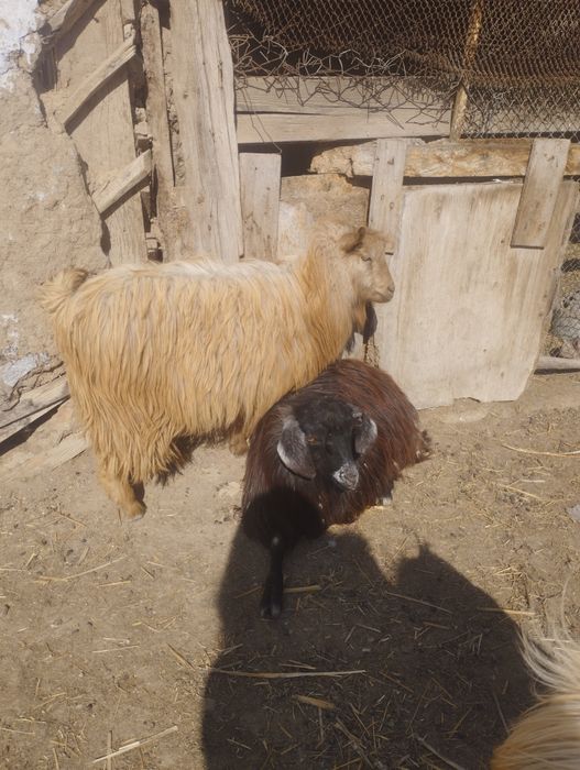 Продается козы ,козел