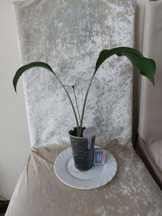 Эухарис (Амазонская лилия).