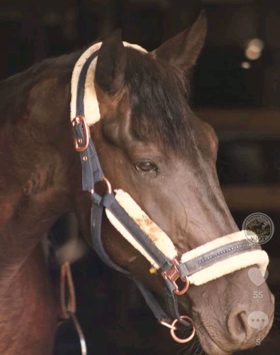 Продам жеребца 7 лет англо араб