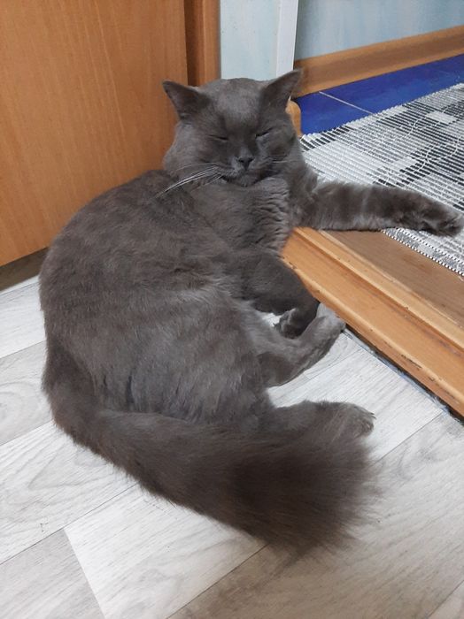 Потерялся серый пушистый кот