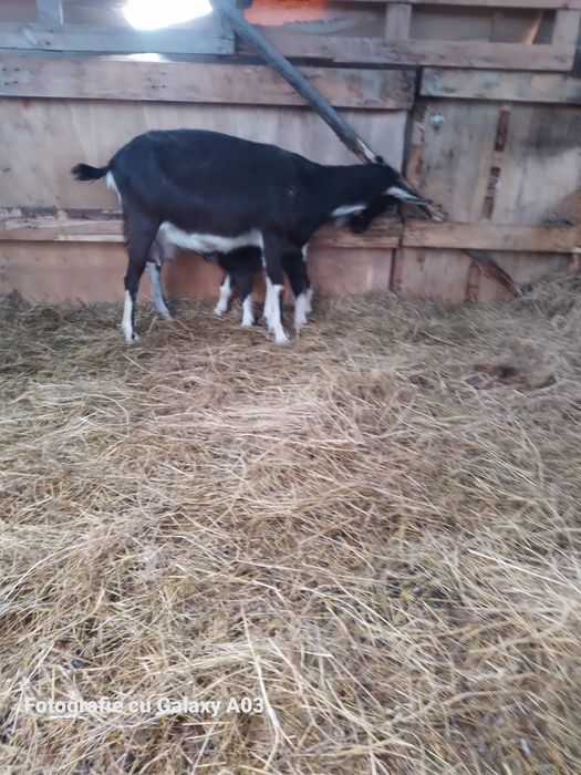 Alpina elvețiană Tuggenburg