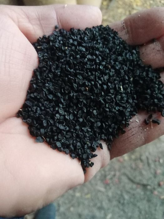 Пиёз уруглар  сотилади