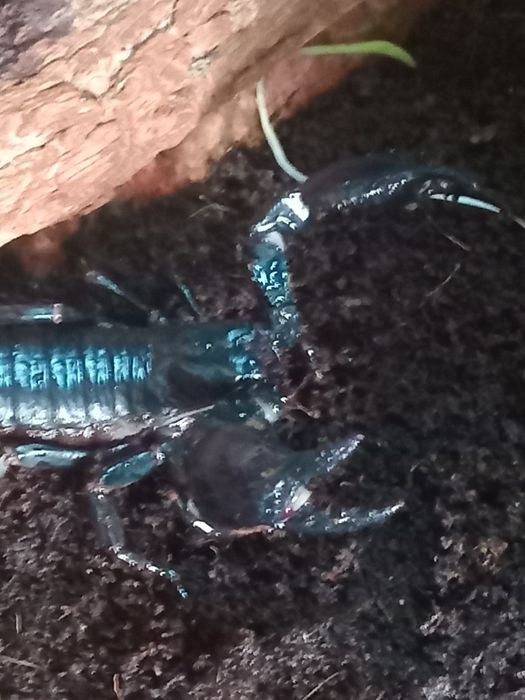 Чорный лесной скарпион.