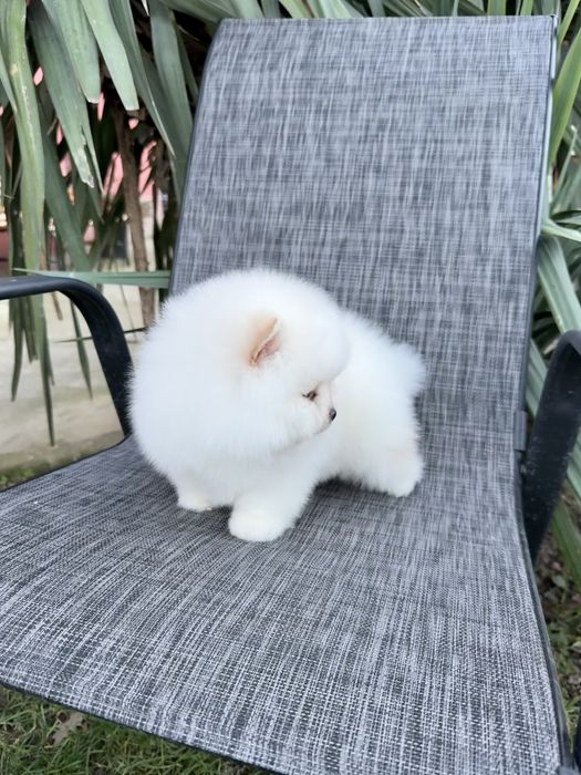 Померан мини момче. Померанче