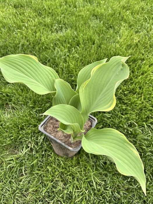 Хосты гейхеры в продаже