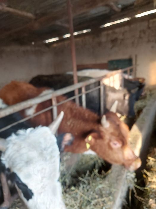 Продаются полтора годовалые бычки