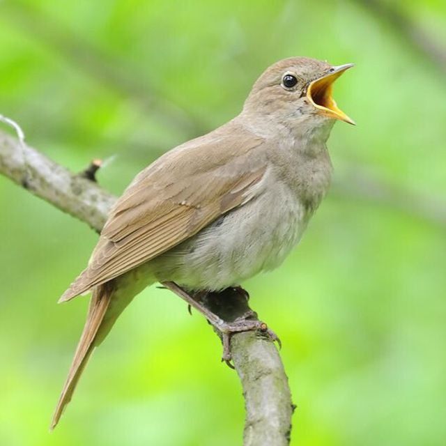 Kokil norchi qora shaq shaq bulbul repl chij har xil turdagj quw bor