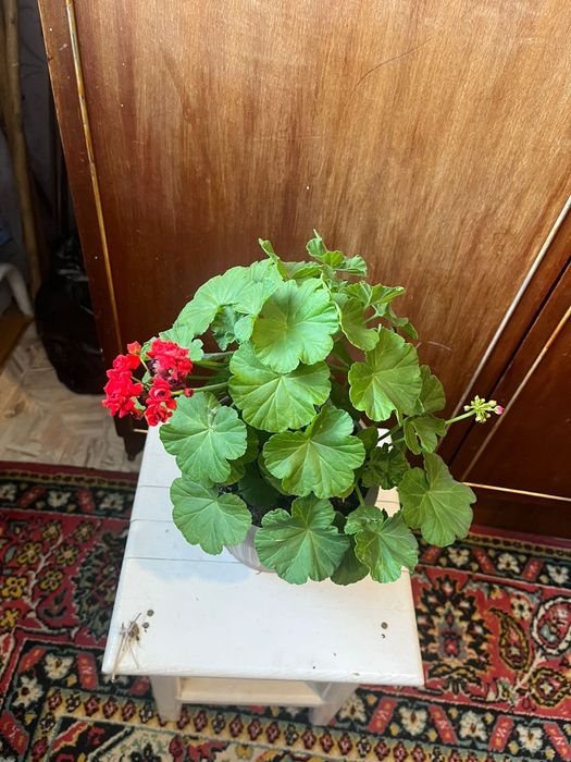Продам цветы герань