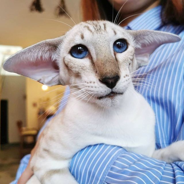 * ЭЛЬФЫ * - Ориентальные Котята !