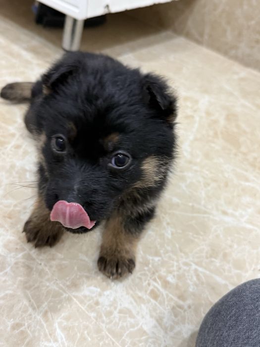 Отдам щенят в добрые руки