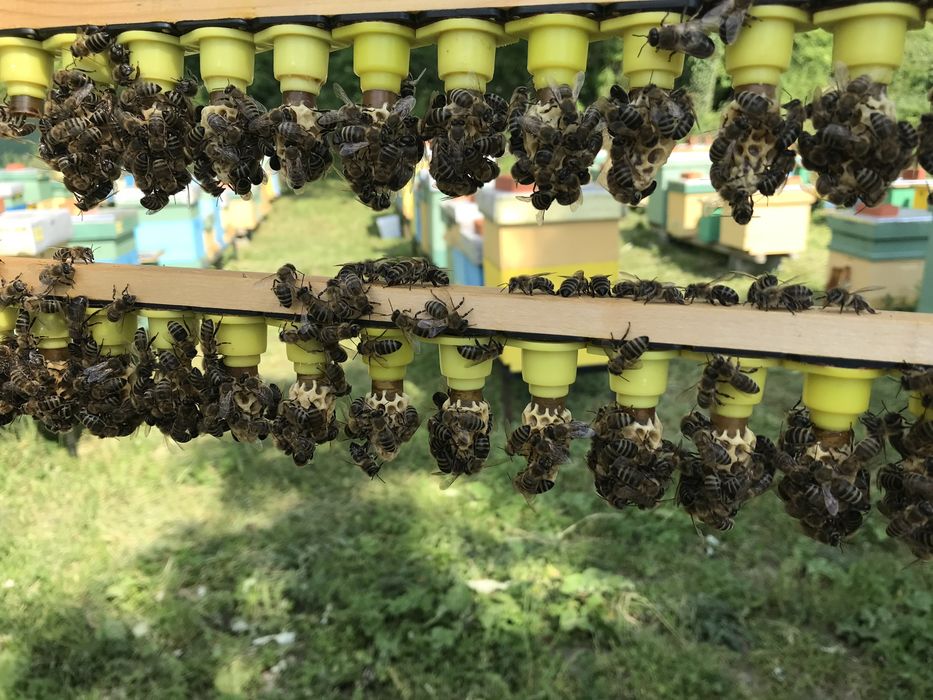 Малки пчелни семейства (отводки) 2026