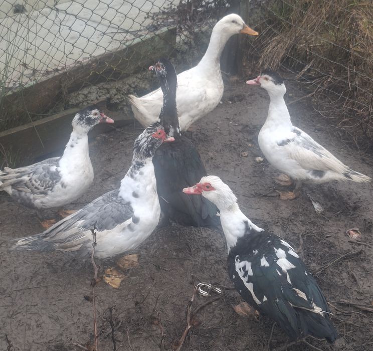 Rațe mute crescute bio