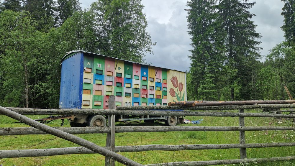 40 de familii de albine