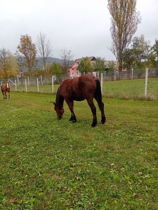Armăsar de un an de vanzare