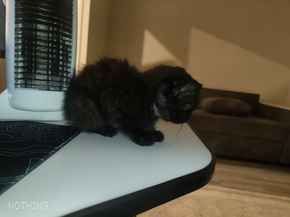 Котенок, мальчик