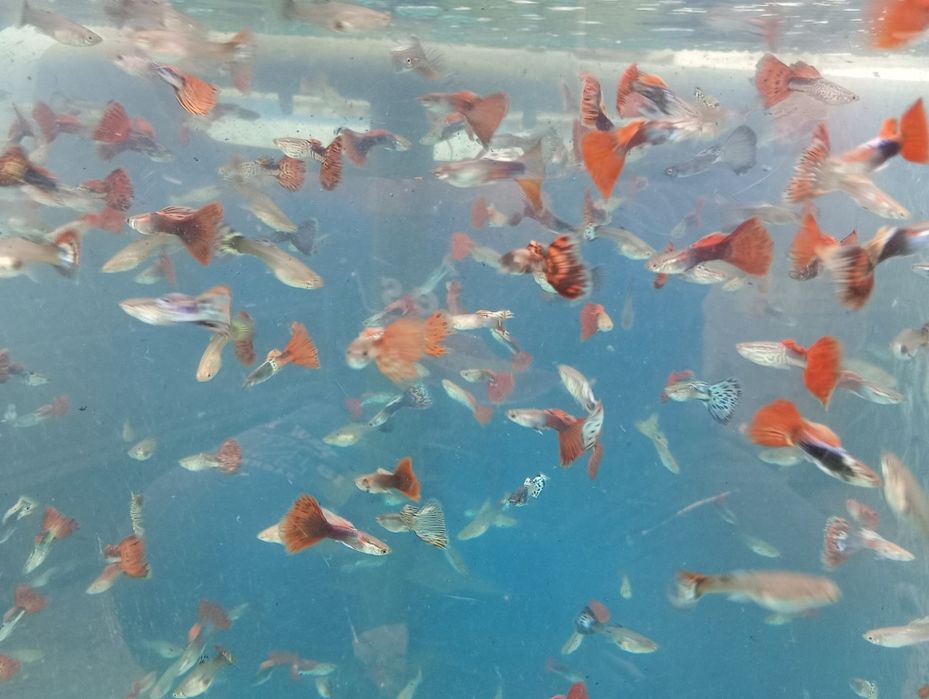 Guppy. Vivipari. Pești de acvariu. Reproducători.