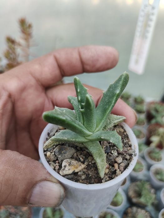 Продаются домашние суккуленты