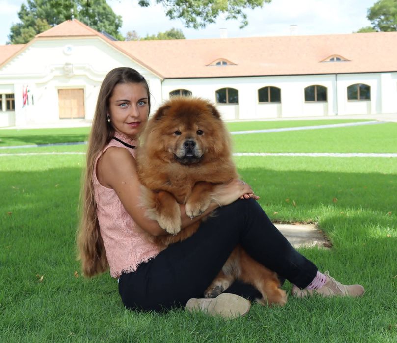 Pui Chow-Chow cu pedigree din Campion Mondial